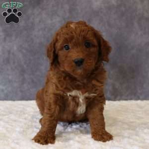 Milo, Mini Goldendoodle Puppy