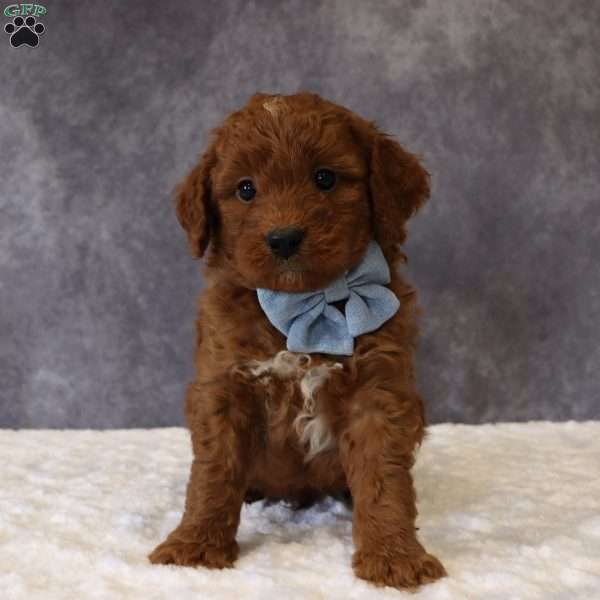 Milo, Mini Goldendoodle Puppy