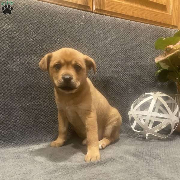 Tanya, Shiba Inu Mix Puppy
