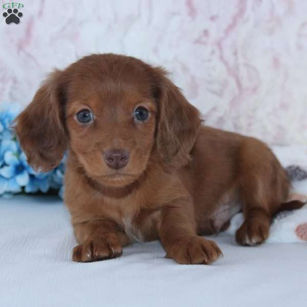 Alex, Dachshund Puppy