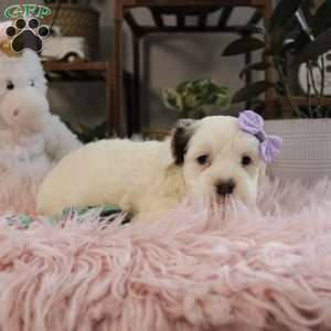 Piper, Cockapoo Puppy