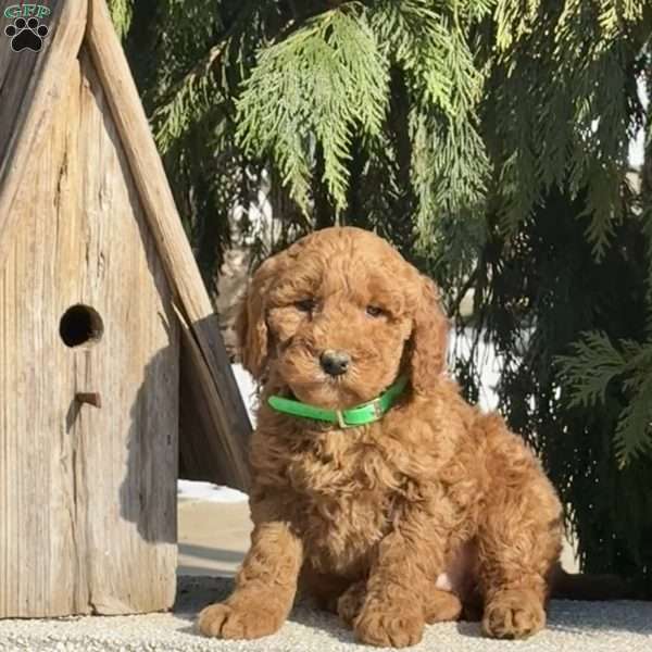 Rocky, Mini Labradoodle Puppy