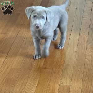 Parker, Silver Labrador Retriever Puppy