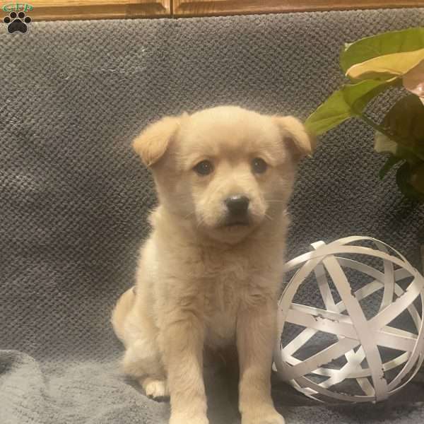 Tate, Shiba Inu Mix Puppy