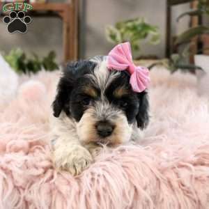 Harper, Cockapoo Puppy