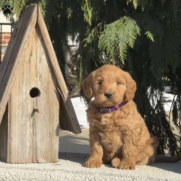 Turbo, Mini Labradoodle Puppy