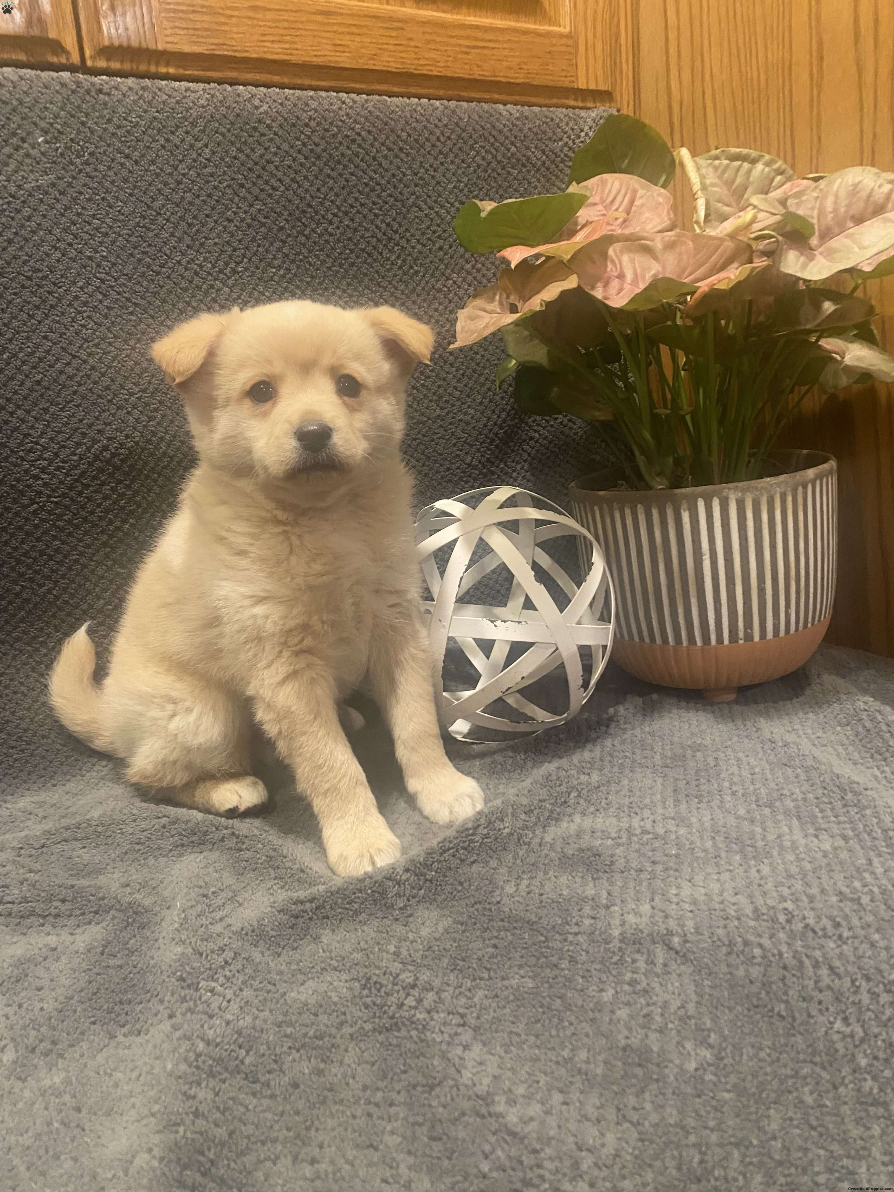 Tate - Shiba Inu Mix Puppy For Sale in New York