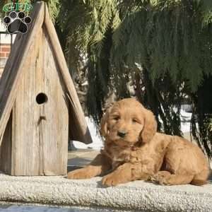 Turbo, Mini Labradoodle Puppy