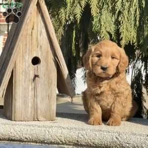 Turbo, Mini Labradoodle Puppy