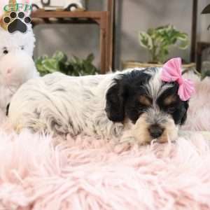 Harper, Cockapoo Puppy