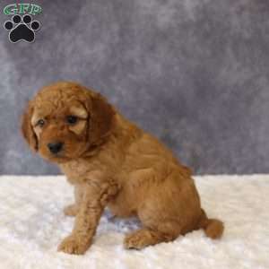 Murphy, Mini Goldendoodle Puppy