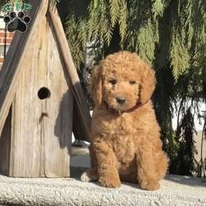 Tulip, Mini Labradoodle Puppy