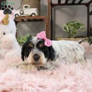 Harper, Cockapoo Puppy