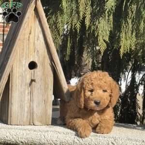 Tulip, Mini Labradoodle Puppy