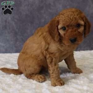 Murphy, Mini Goldendoodle Puppy