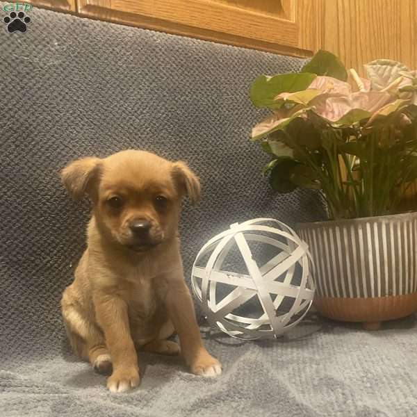 Tarzan, Shiba Inu Mix Puppy