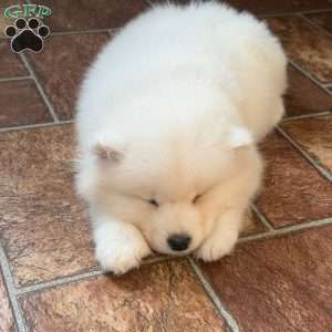 Floyd, Samoyed Puppy