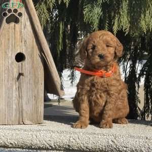 Twinkle, Mini Labradoodle Puppy