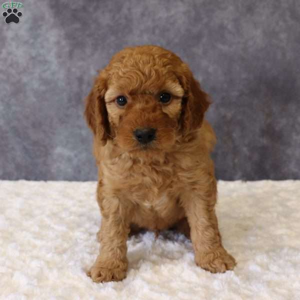 Murphy, Mini Goldendoodle Puppy