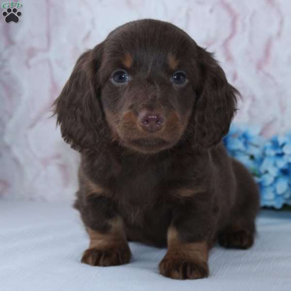 Anson, Dachshund Puppy
