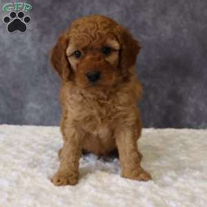 Murphy, Mini Goldendoodle Puppy