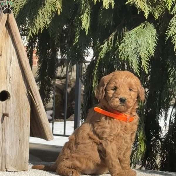 Twinkle, Mini Labradoodle Puppy