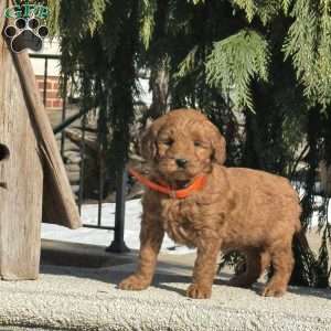 Twinkle, Mini Labradoodle Puppy