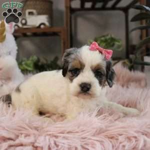 Whisper, Cockapoo Puppy