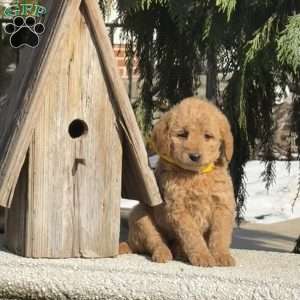 Tinkerbell, Mini Labradoodle Puppy
