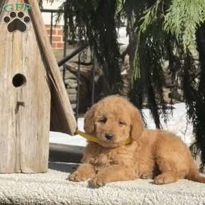 Tinkerbell, Mini Labradoodle Puppy