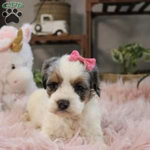 Whisper, Cockapoo Puppy