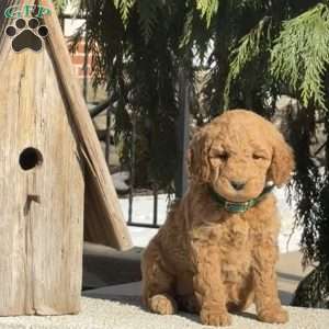 Trixie, Mini Labradoodle Puppy