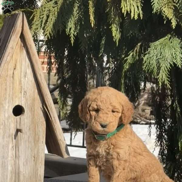 Trixie, Mini Labradoodle Puppy