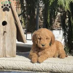 Trixie, Mini Labradoodle Puppy
