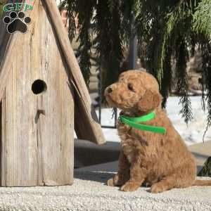 Tiny, Mini Labradoodle Puppy