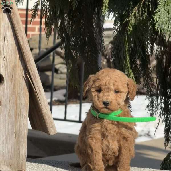 Tiny, Mini Labradoodle Puppy