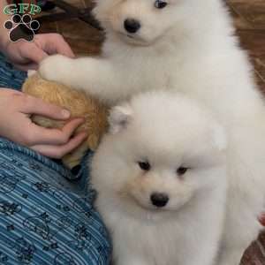 Floyd, Samoyed Puppy