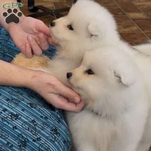 Floyd, Samoyed Puppy