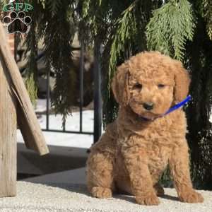 Tyson, Mini Labradoodle Puppy
