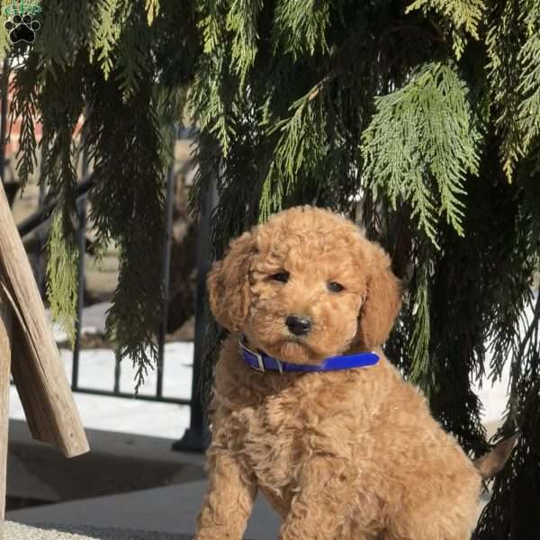 Tyson, Mini Labradoodle Puppy