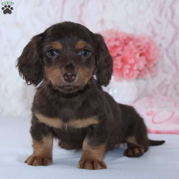 Beth, Dachshund Puppy