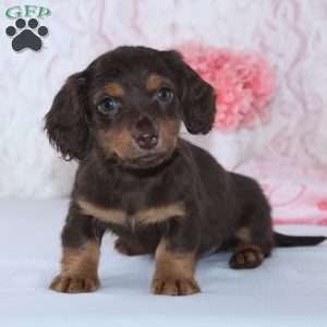 Beth, Dachshund Puppy