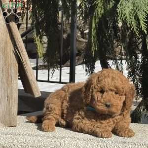 Tommy, Mini Labradoodle Puppy
