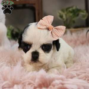 Pepper, Cockapoo Puppy