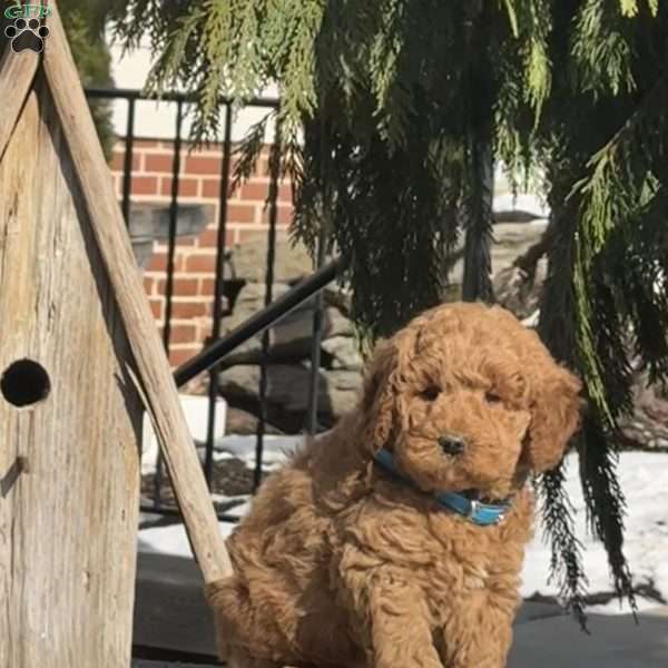 Tommy, Mini Labradoodle Puppy