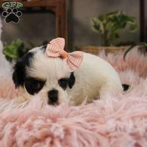 Pepper, Cockapoo Puppy