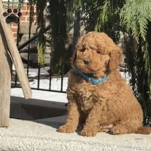 Tommy, Mini Labradoodle Puppy