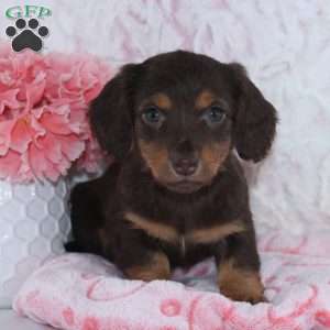 Beth, Dachshund Puppy