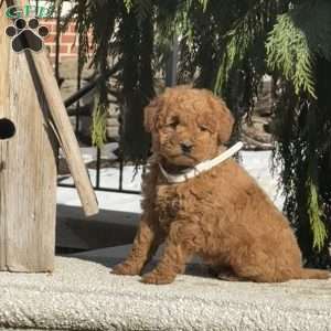 Teddy, Mini Labradoodle Puppy