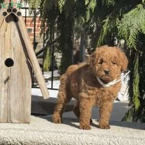 Teddy, Mini Labradoodle Puppy